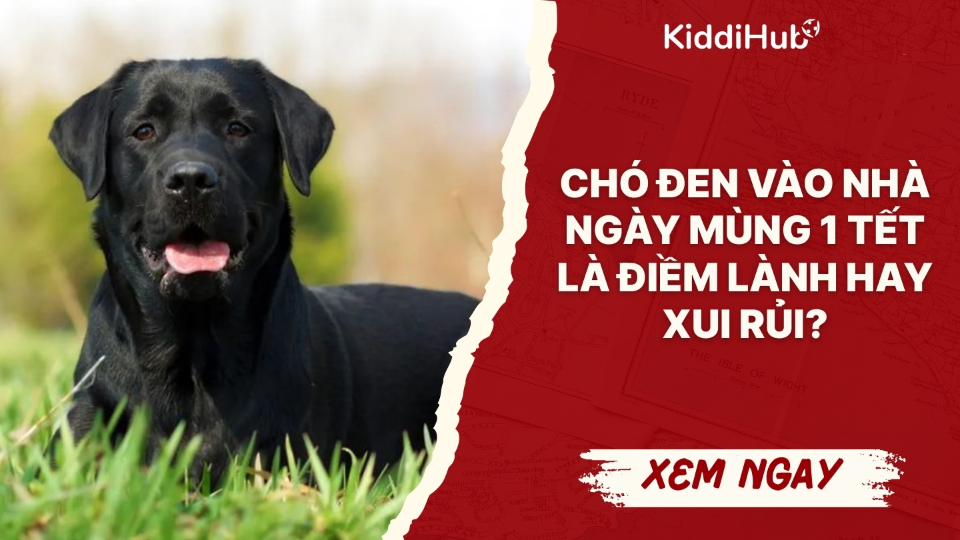 Chó đen vào nhà ngày mùng 1 Tết là điềm lành hay xui rủi?