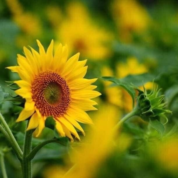 Trường Mầm non Hoa Hướng Dương Baby - Yên Mỹ