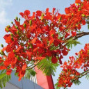 Trường mầm non Hoa Phượng Đỏ - Thanh Lâm