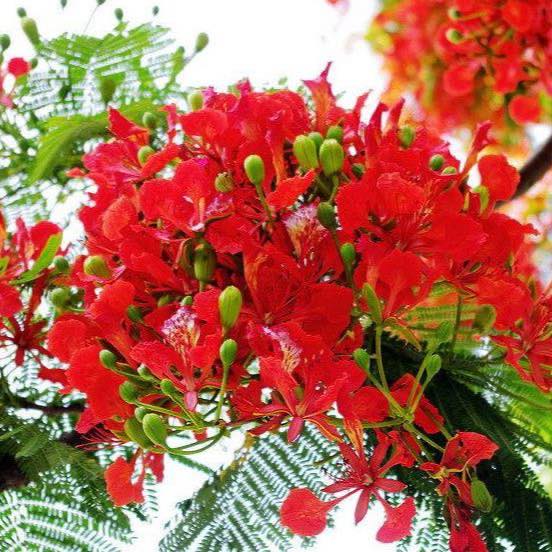 Trường Tiểu học Vạn Phúc - Vạn Phúc