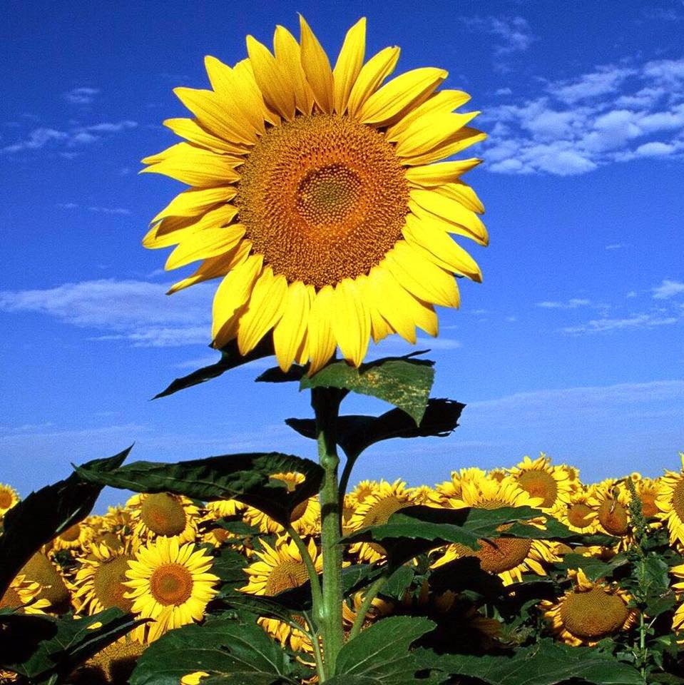 Hệ thống mầm non Sunflower - Nghĩa Xá (Cơ sở 3)