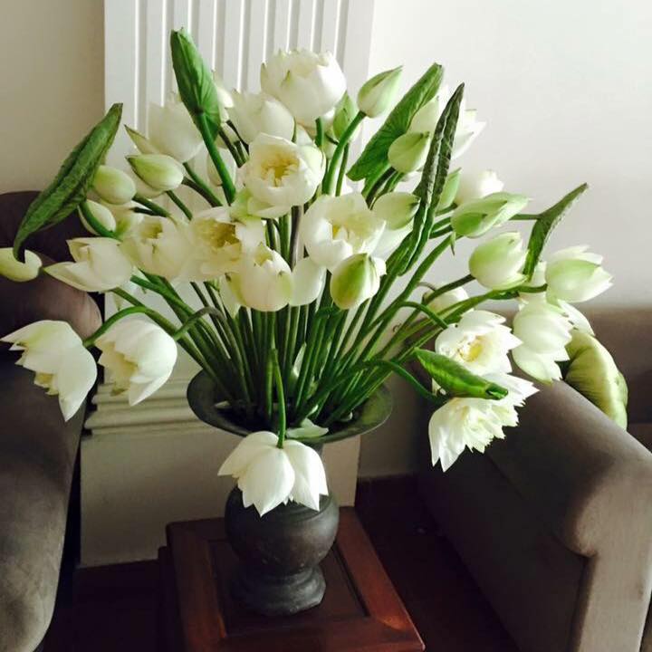 Trường mầm non Búp Sen Xanh - Phạm Hữu Điều