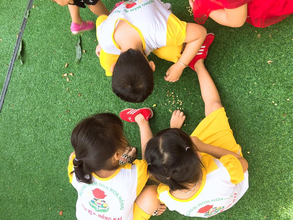 Trường mầm non Hoa Hồng -  An Bình