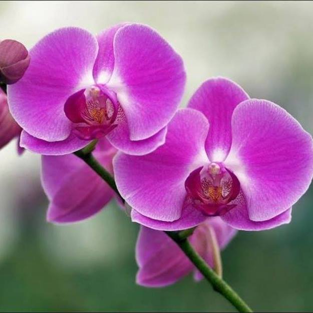 Trường Mầm Non Hoa Lan - Hai Bà Trưng