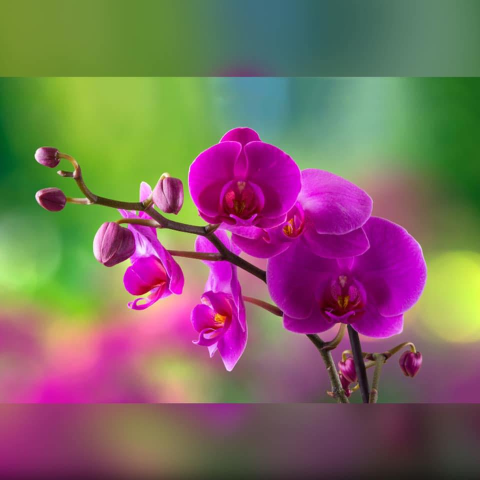 Trường mầm non Hoa Phong Lan - Phường Hoa Lư