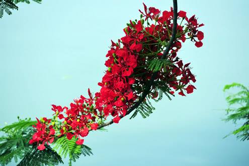 Trường mầm non Hoa Phượng Đỏ - Phường 6 Gò Vấp