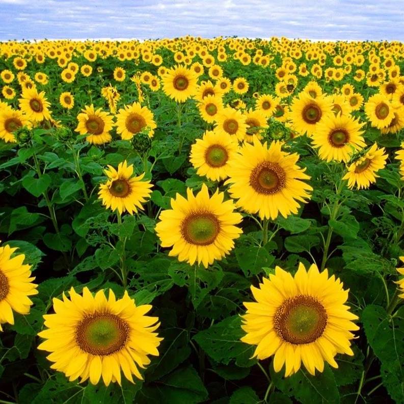 Trường mầm non Hướng Dương -  Ngọc Sơn, Kiến An