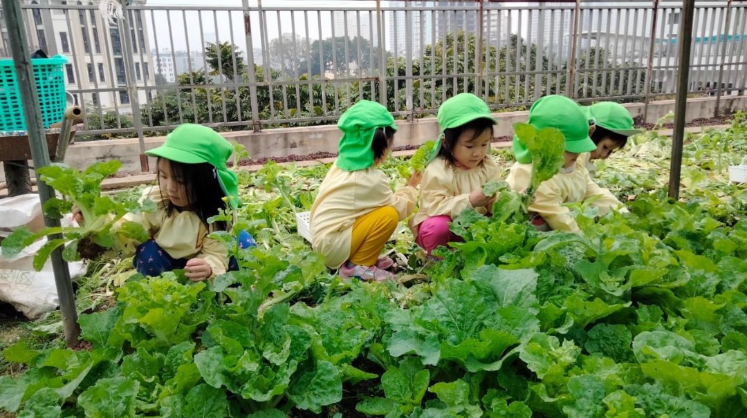 Chương trình học