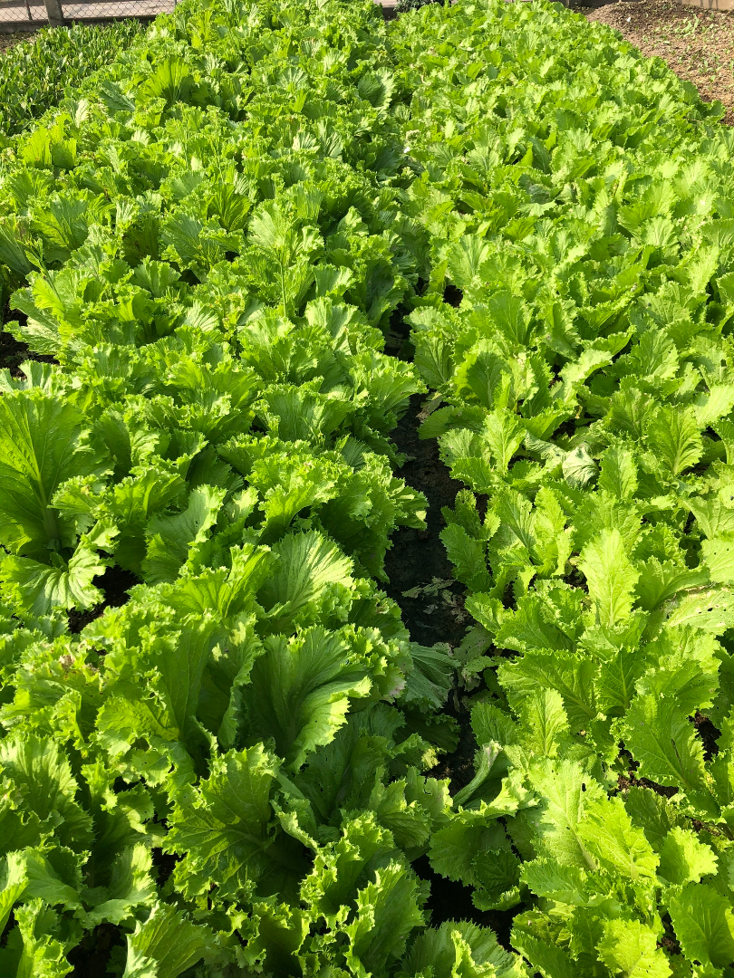 co-so-vat-chat co-so-vat-chat