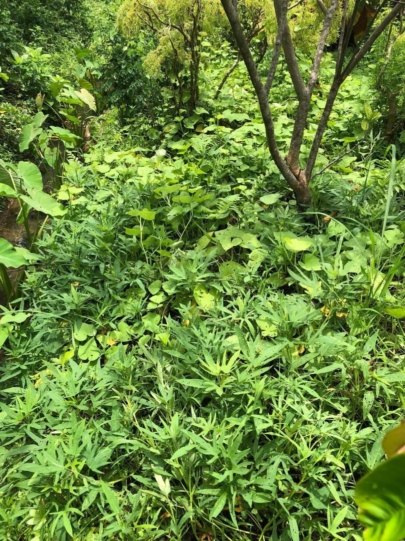 co-so-vat-chat co-so-vat-chat