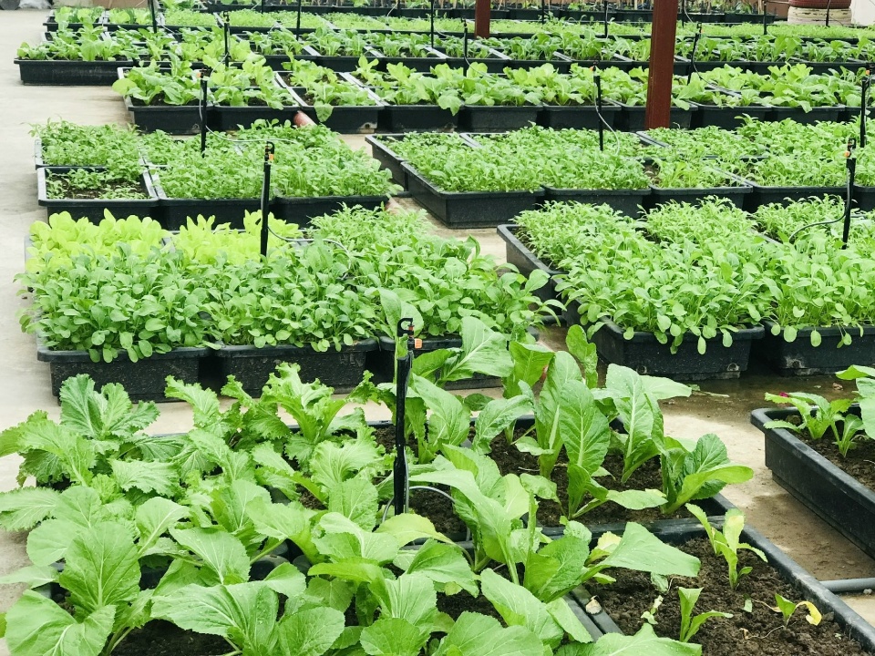 Cơ cở vật chất