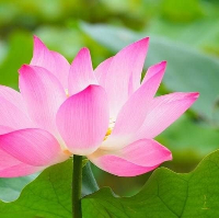 Trường Mầm Non Bông Sen - Võ Văn Tần