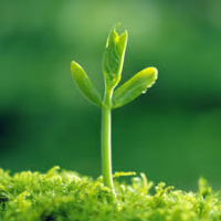 Trường Mầm Non Thị Trấn Củ Chi 1 - Nguyễn Văn Khạ