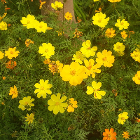 Trường Mầm Non Yên Tâm - Yên Định